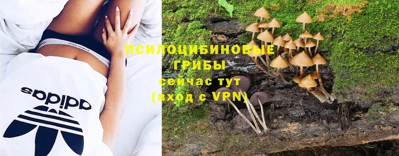 сколько стоит  Ревда  Псилоцибиновые грибы Psilocybe 